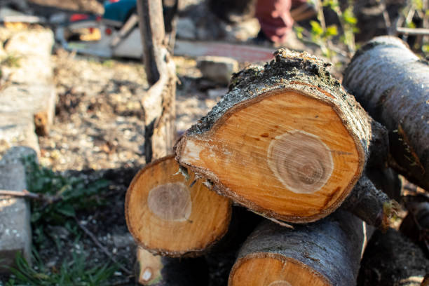 Best Tree Trimming and Pruning  in Tainter Lake, WI