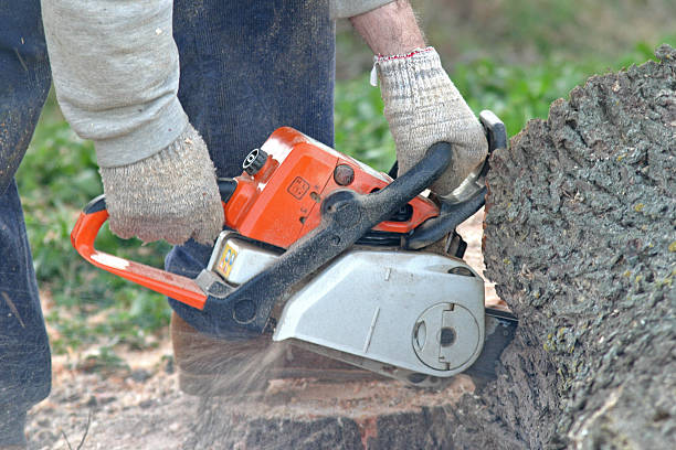 How Our Tree Care Process Works  in  Tainter Lake, WI