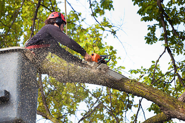 Best Hedge Trimming  in Tainter Lake, WI