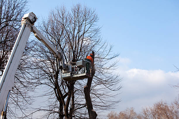 Best Tree Health Inspection  in Tainter Lake, WI